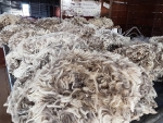 argentina-wool