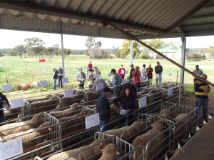 COLESLEA ram sale 2014