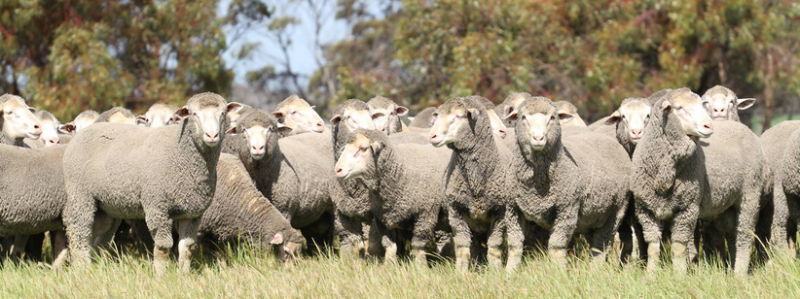 Glenlea rams