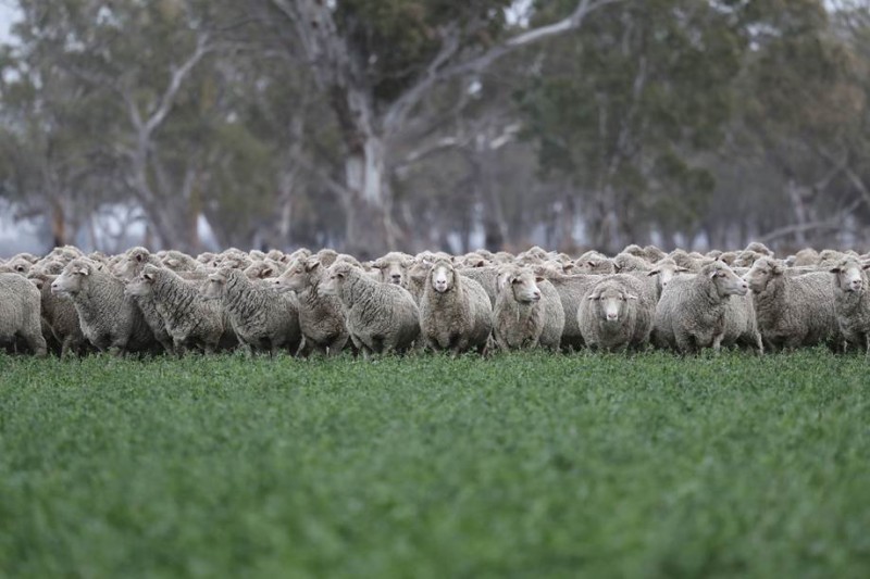 Wayne Hawkins Ewes