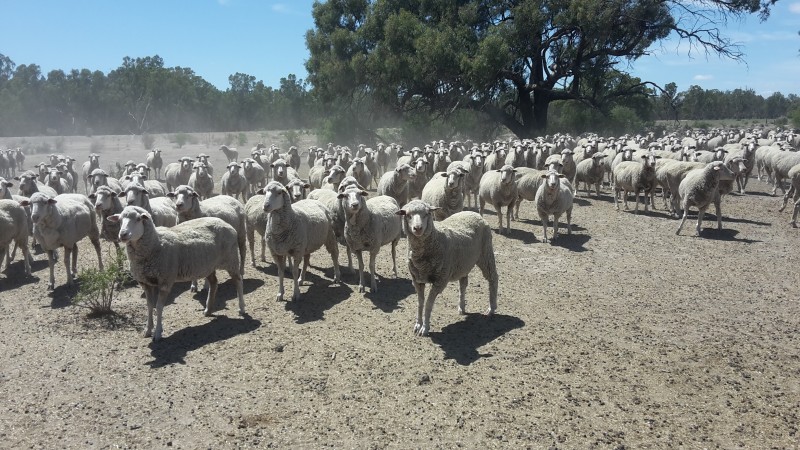 Dohne ewes managed to conception at Balpool station Moulamein