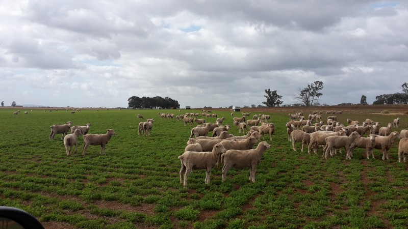 Grown out Dohne lambs on lucerne pasture.