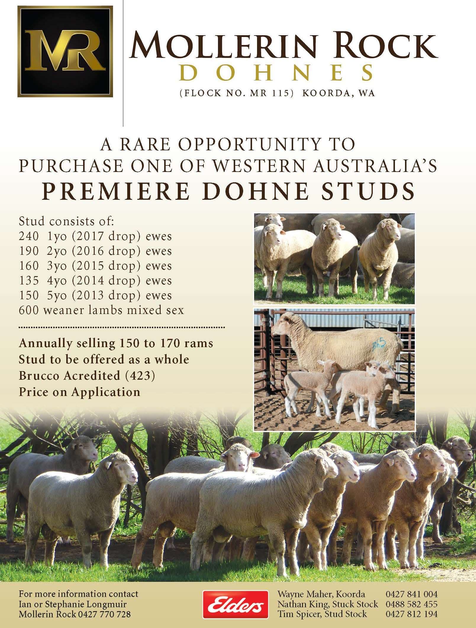 Mollerin Rock On Property Ram Sale, Koorda WA Australian Dohne Breeders Association