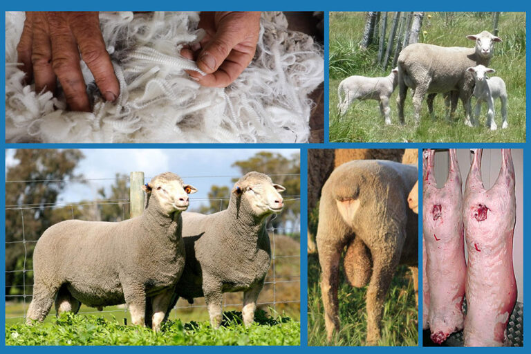 Australian Dohne Breeders Association